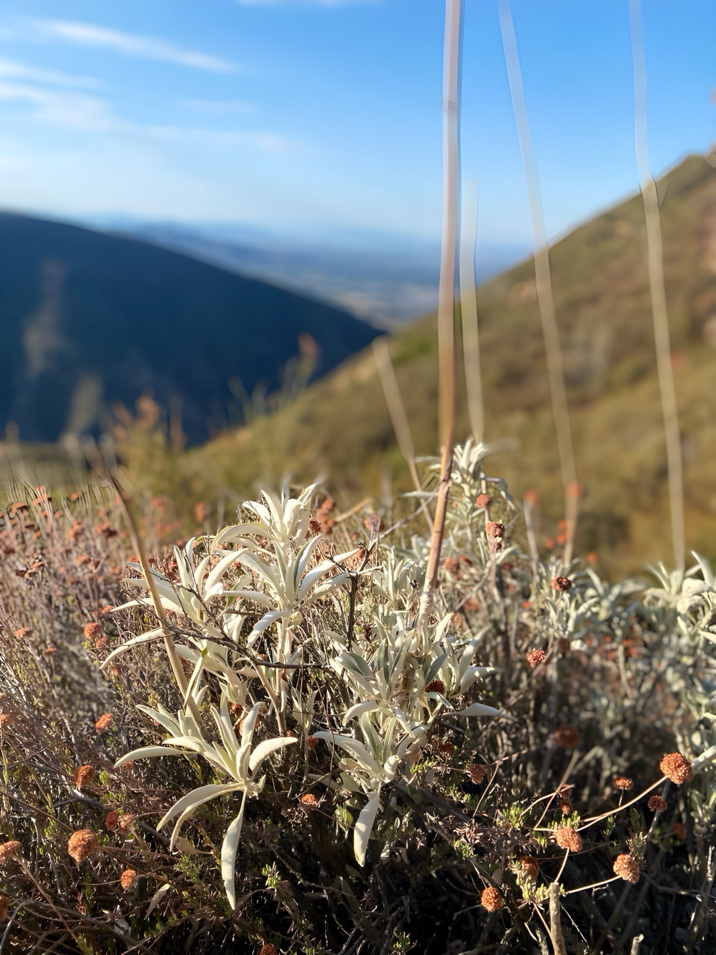 Desert Mountain Dried White Sage Leaves