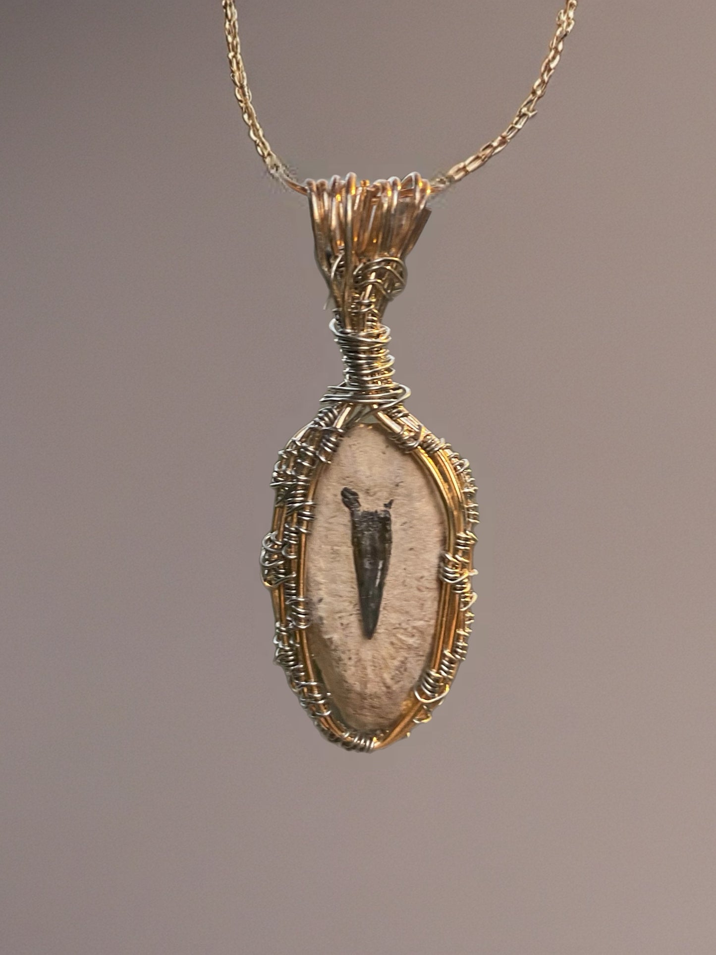 Fossilized Dinosaur Claw